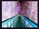 border_purple_resize_2.jpg