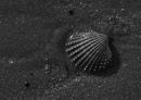 cockle_xopy.jpg
