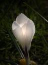 crocus230306-013glow.jpg