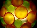 day_30_orange_lime.jpg