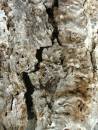dry_bark_Nov05.JPG