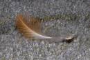 feathercarpet091108016_copy.jpg