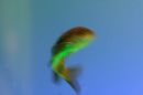 fish3.jpg