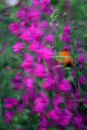 flower30.jpg