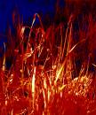 grasses2.jpg