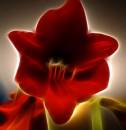 lady_in_red1.jpg