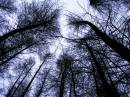 looking-up.jpg