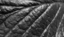 old_leather_copy.jpg