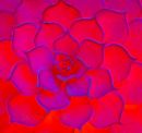 patterns_in_nature.jpg