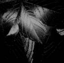 patterns_of_.JPG