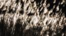 sunonreeds.jpg