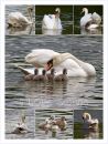 swan_Collage_a.jpg