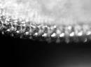 teeth_.JPG