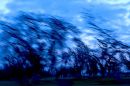trees_as_.jpg