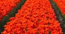 tulips.jpg