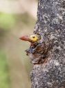 Barbet_nest_1.jpg