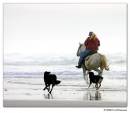 Horses07.jpg