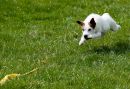 Terrier_Racing-1.jpg