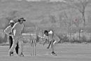 cricket1.jpg
