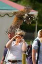 harris_hawk_IMGP9876.jpg