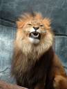072-jk_lion.JPG