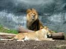 074-je_lion_couple.JPG