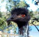 100_6214_EMU_1.jpg