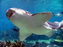 114_leopard_shark_at_S-Wld.JPG
