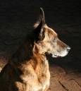 20090617_05157_bluhze4_01.jpg