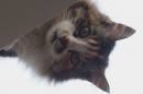 20090723_05845_dulverton_tomasina_01.jpg