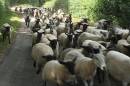20100629_15920_brewood_stampede_03.jpg