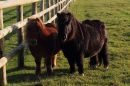 2011_11_25_10181_ternhill_02.jpg