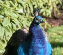 20d_leeds_castle_071206_037.jpg