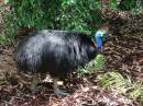 253_Cassowary-AZ.JPG