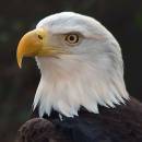 2nd-eagle-head.jpg