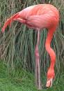 373_7339_Flamingo.jpg