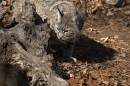 52535627_BobCat3.jpg