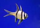 800-fish.jpg