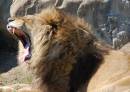 /gallery/data/513/thumbs/AFRICAN_LION.jpg