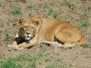 AFRICAN_LION_16.jpg