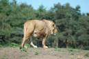 AFRICAN_LION_52.jpg