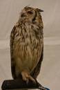 Adult_Eagle_Owl.jpg