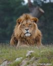 African_Male_Lion_1.jpg
