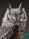 African_Spotted_Owl.jpg