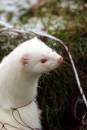 Albino_Ferret.jpg