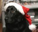 Alfie_Xmas_2_023-1.jpg