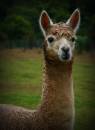 Alpaca.JPG