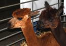 Alpacas_At_Harrogate.jpg