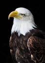 American_Bald_Eagle.jpg