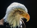 American_Eagle.jpg